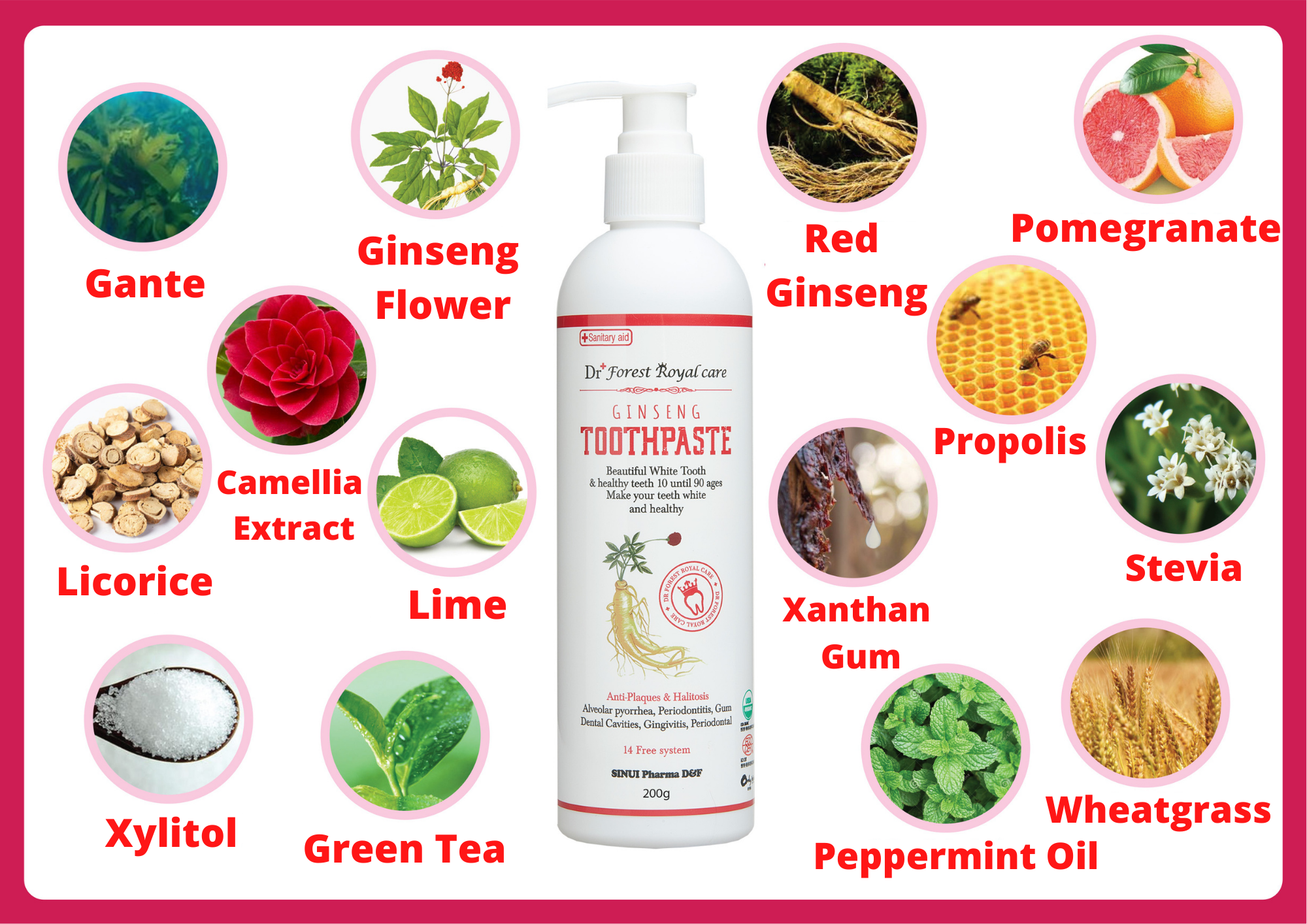 Dr Forest Royal Ginseng Toothpaste JML Singapore Everyday Easier